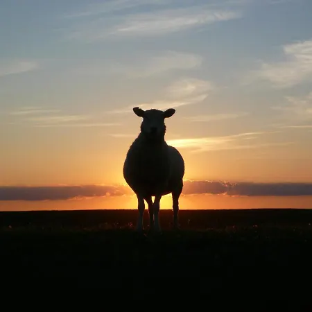 Seminar- Und Erlebnishof Schwarze Schaf Bed & Breakfast